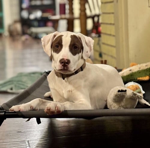 KARLI - Unknown for adoption in Cambridge