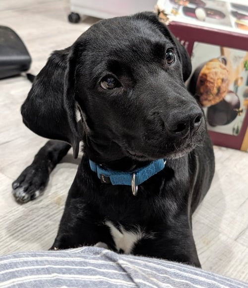 RIVER REY - Unknown available for adoption