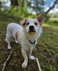 Max - Photo 4
