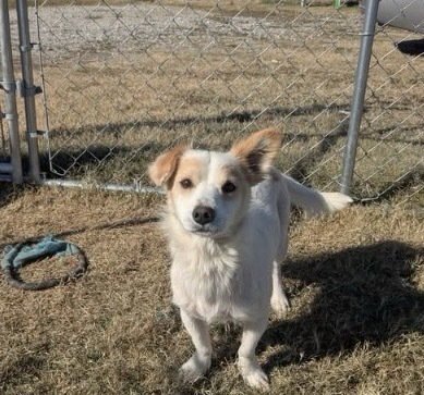 MAX - Corgi for adoption in Boston