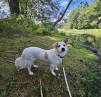 Max - Photo 2