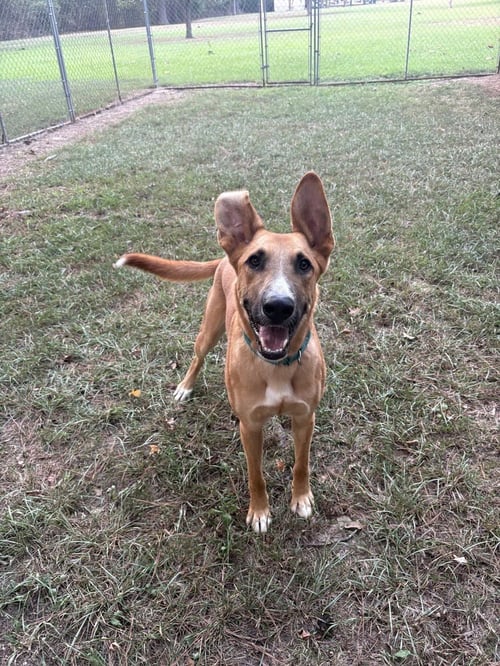 HERCULES - German Shepherd Dog available for adoption