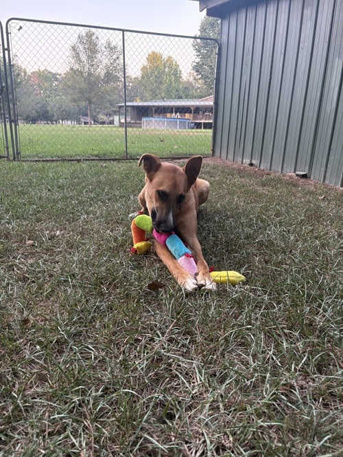 HERCULES - German Shepherd Dog available for adoption