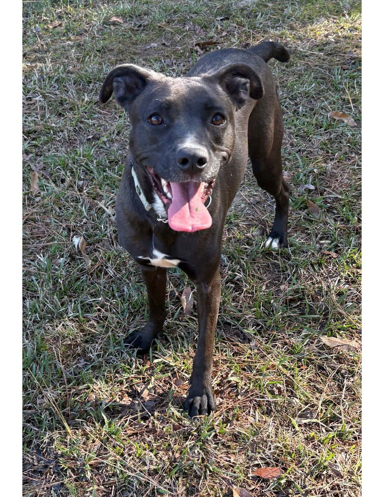 TORI - Pit Bull Terrier available for adoption