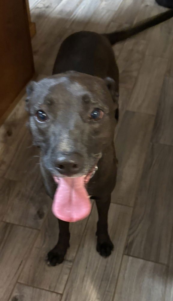 TORI - Pit Bull Terrier available for adoption