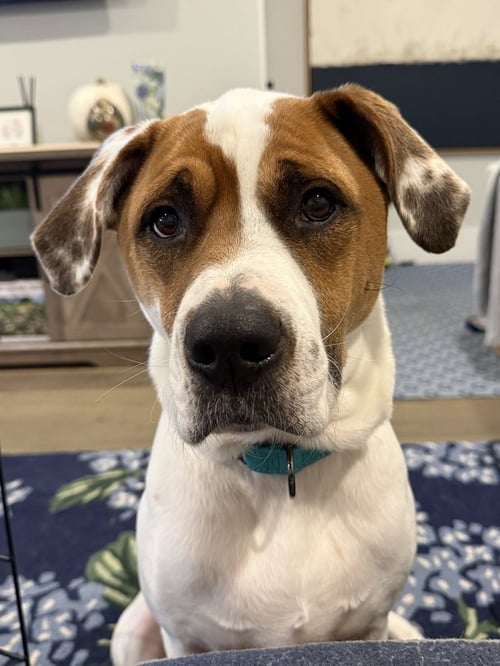 ODIE BRUISER - Pointer available for adoption