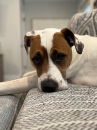 Odie Bruiser - Photo 2