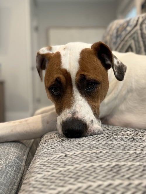 ODIE BRUISER - Pointer available for adoption