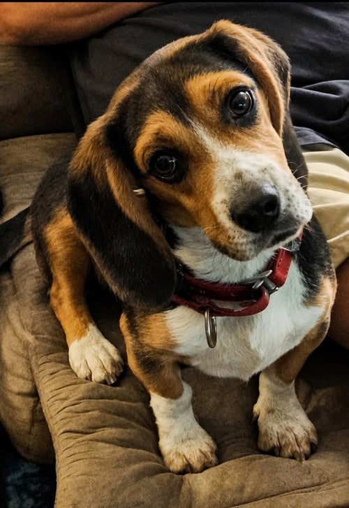 ELVIS - Basset Hound available for adoption