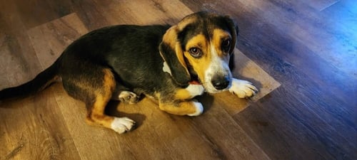 ELVIS - Basset Hound available for adoption