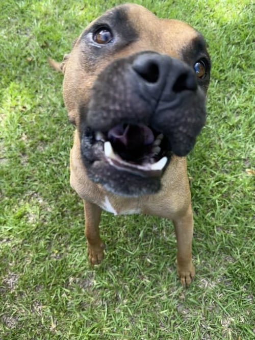 OZZY PORTER - Unknown available for adoption