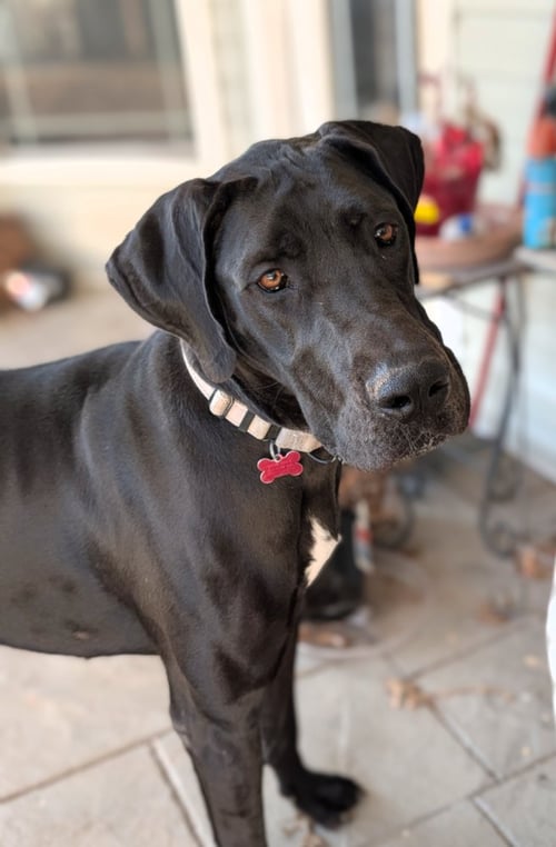 GEEGI - Great Dane available for adoption