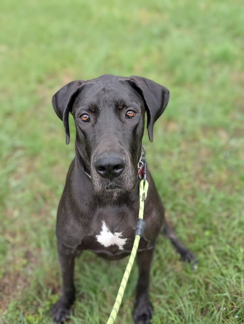 GEEGI - Great Dane available for adoption