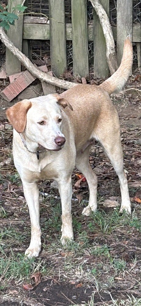 JACKIE JAYCE - Unknown available for adoption