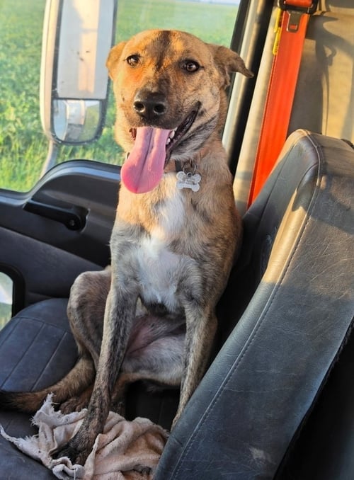 SOPHIE GIRL - Unknown available for adoption