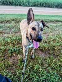 Sophie Girl - Photo 1