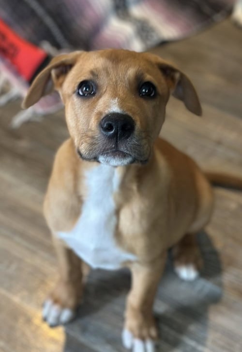 MALACHITE BUTTERFLY - Labrador Retriever available for adoption