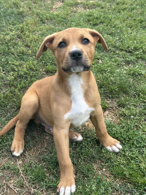 MALACHITE BUTTERFLY - Labrador Retriever available for adoption