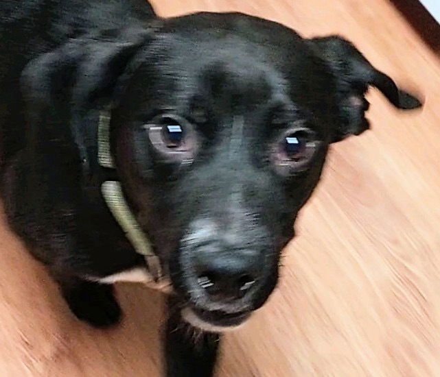 COURTE - Labrador Retriever available for adoption