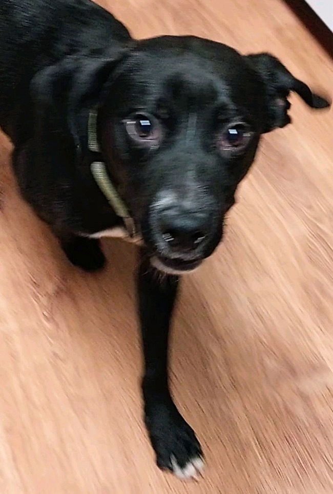 COURTE - Labrador Retriever available for adoption