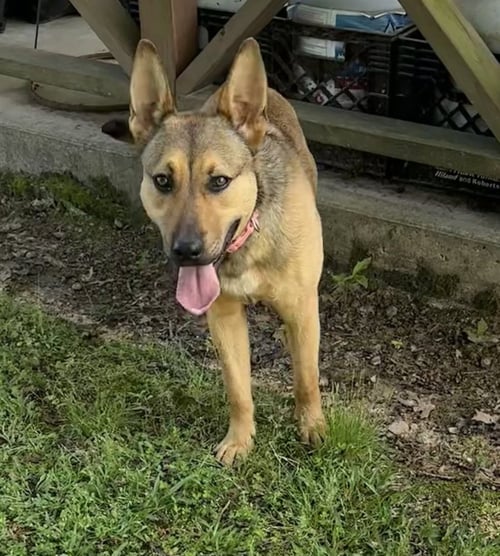 SKYE - German Shepherd Dog available for adoption