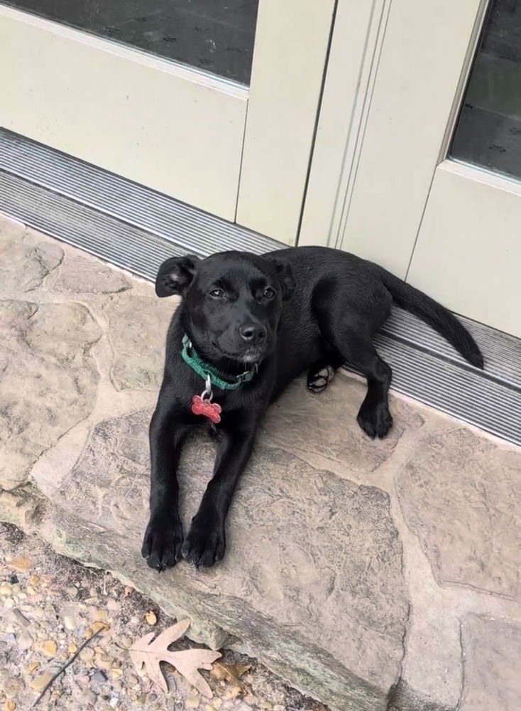 STARLING SONGBIRD - Mountain Cur for adoption in Cambridge