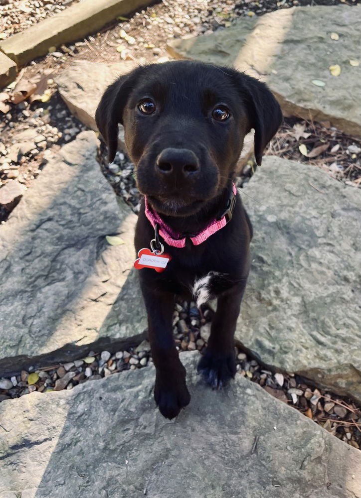 DOROTHY OZ - Labrador Retriever available for adoption