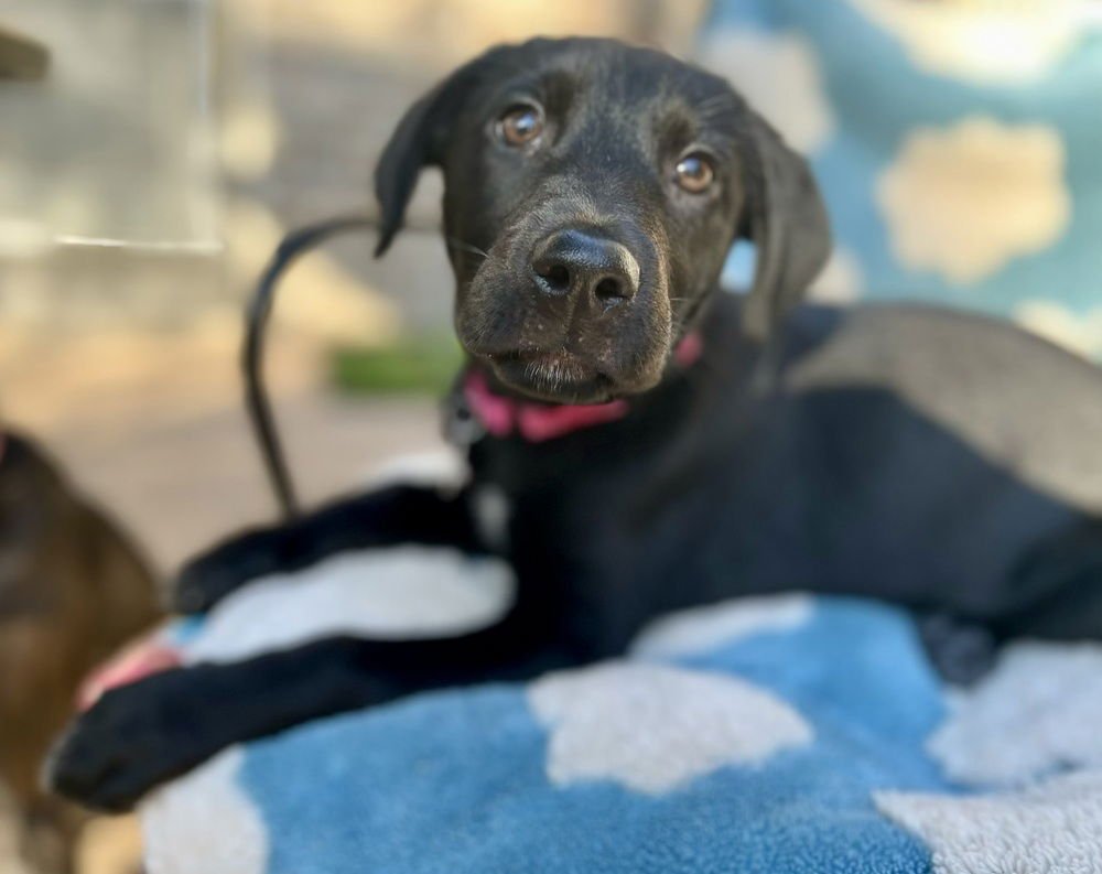 DOROTHY OZ - Labrador Retriever available for adoption