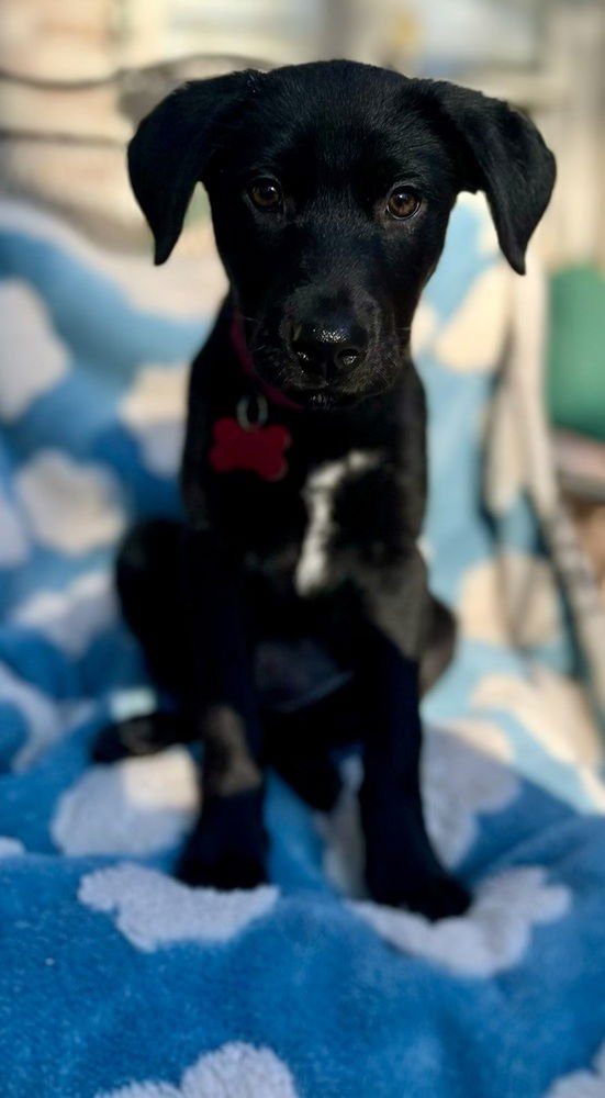 Dorothy Oz - Photo 4