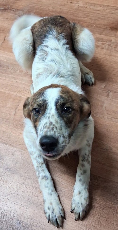 CHANDLER FRIENDS - Great Pyrenees available for adoption