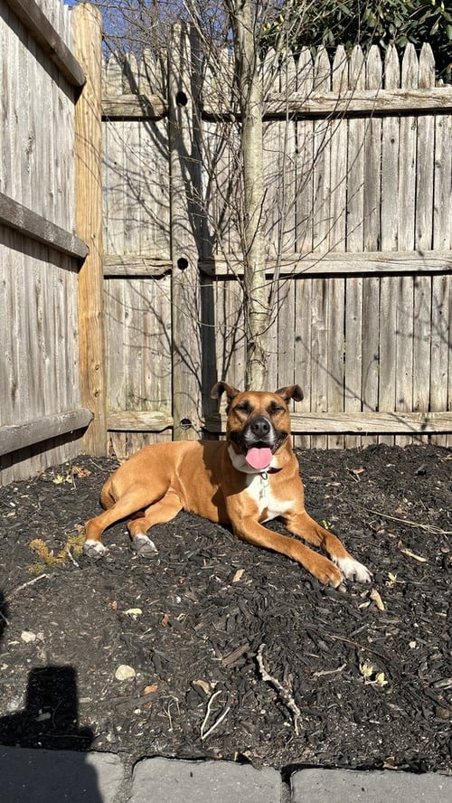 ZARIA - Boxer available for adoption