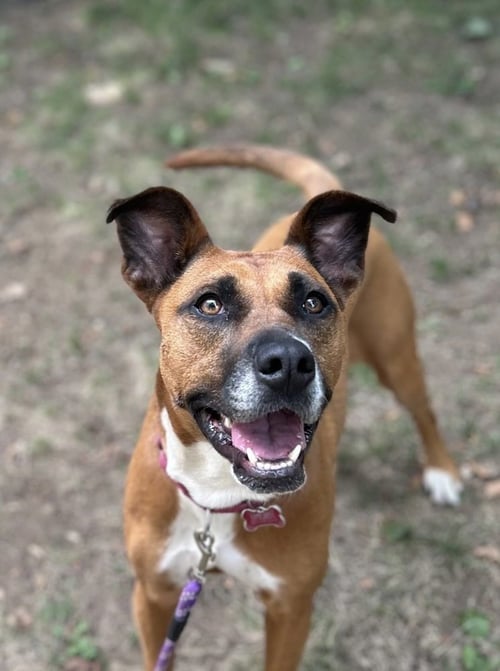 ZARIA - Boxer for adoption in Cambridge