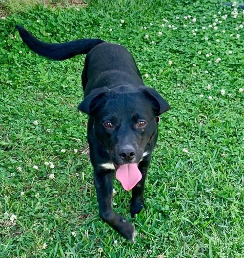 REXHA - Labrador Retriever available for adoption