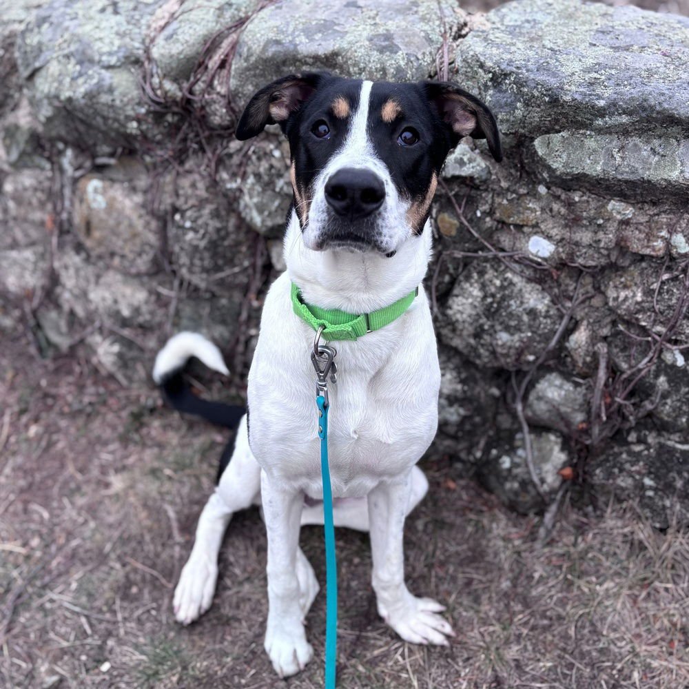 POKEY PUPPY - Jack Russell Terrier available for adoption
