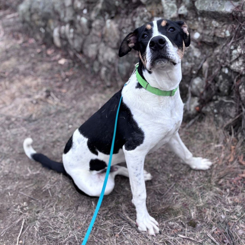 POKEY PUPPY - Jack Russell Terrier available for adoption