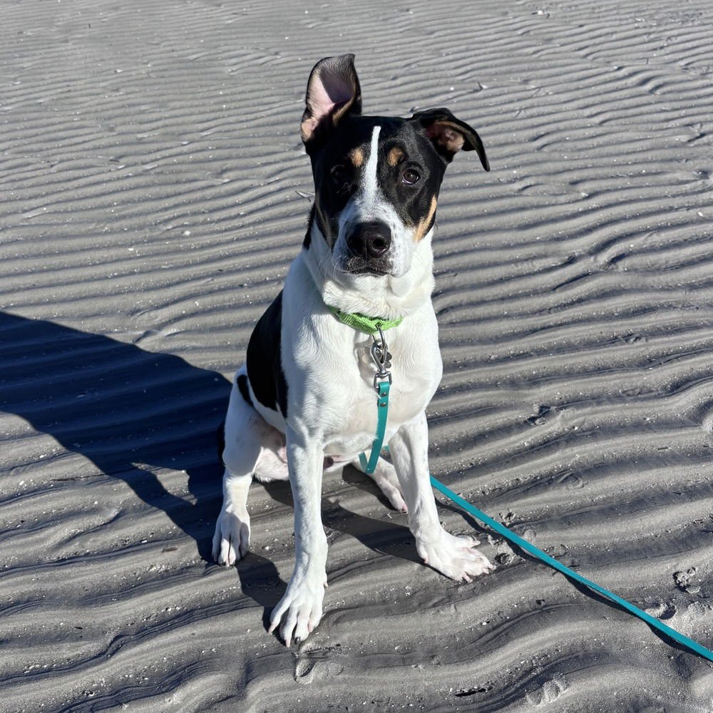 Pokey Puppy - Photo 3