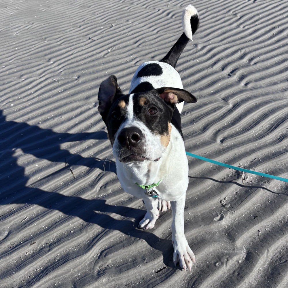 Pokey Puppy - Photo 4