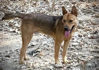 Bowser Ellis - Photo 3