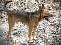 Bowser Ellis - Photo 2