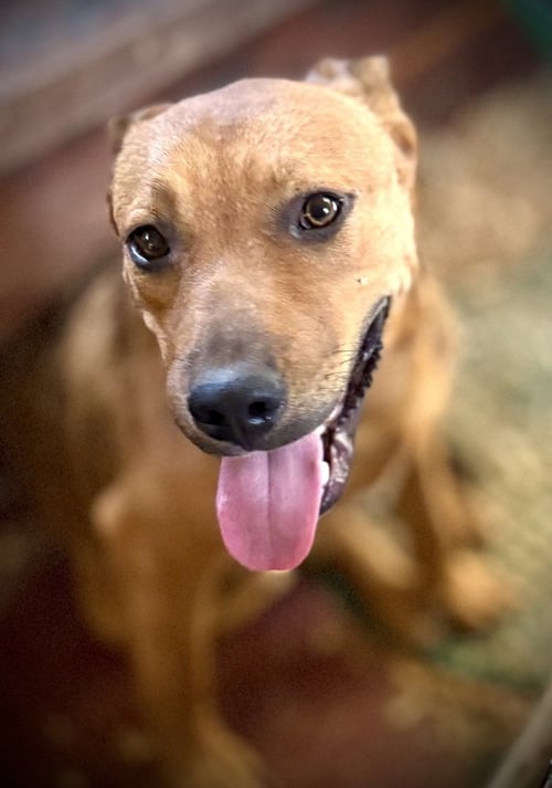 BOWSER ELLIS - Unknown available for adoption