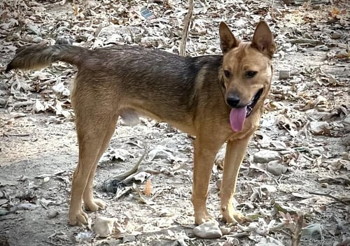 BOWSER ELLIS - Unknown available for adoption