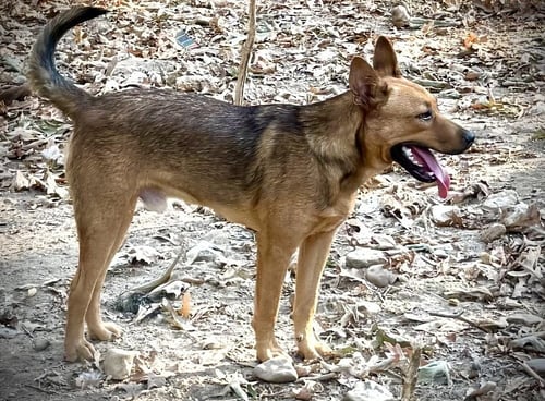 BOWSER ELLIS - Unknown available for adoption