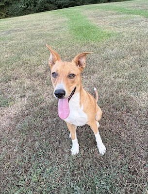 DIXIE - Carolina Dog available for adoption