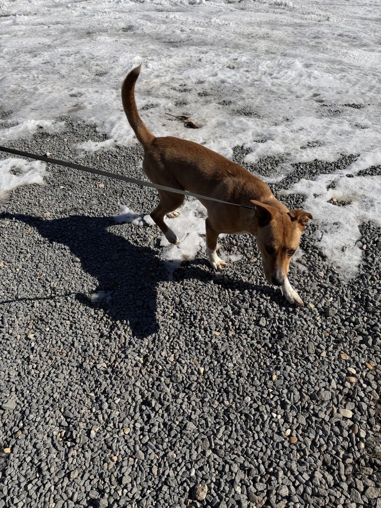 DIXIE - Carolina Dog available for adoption