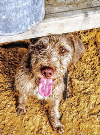 Scruffy - Photo 1