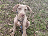 Scruffy - Photo 2