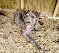 Scruffy - Photo 3
