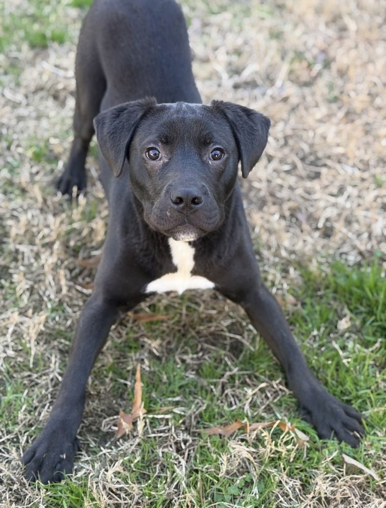 SANDERS - Labrador Retriever available for adoption