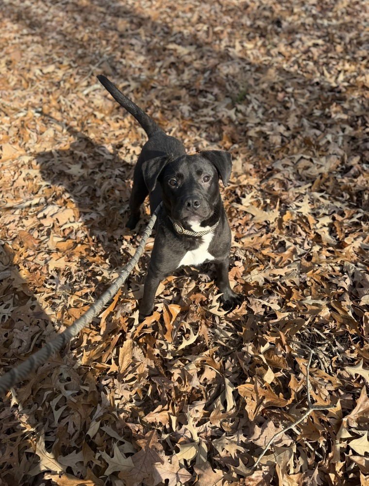 SANDERS - Labrador Retriever available for adoption