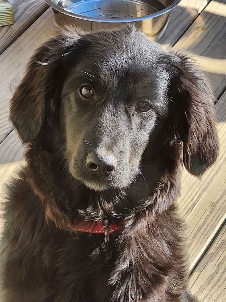 ZELDA GREYHART - Spaniel available for adoption